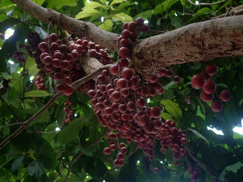 انگور برمه - معرفی درختان میوه